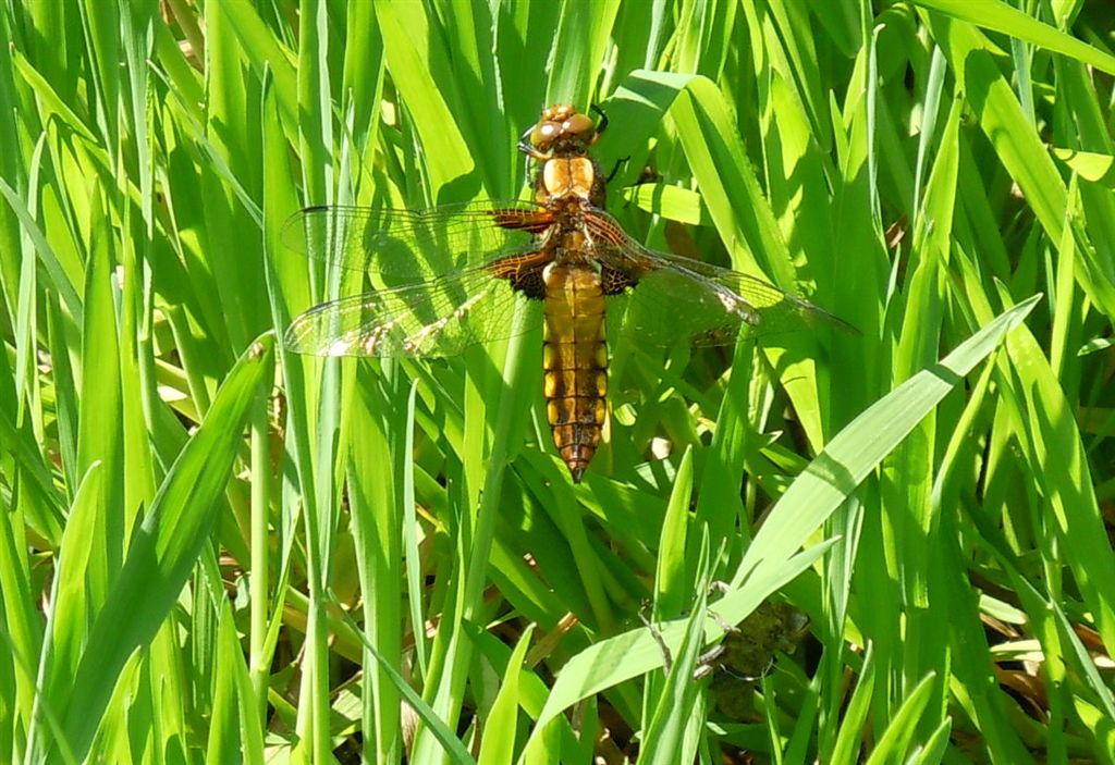 Libellula depressa